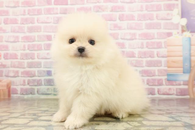 埼玉県のポメラニアン (Coo&RIKU川口戸塚店/2025年6月18日生まれ/男の子/クリーム)の子犬の2枚目の画像