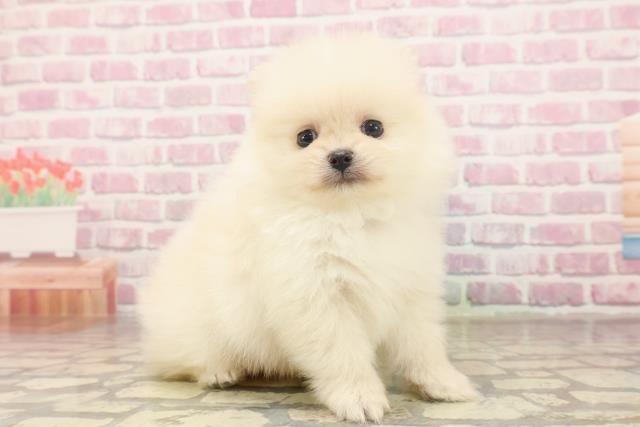 埼玉県のポメラニアン (Coo&RIKU川口戸塚店/2025年6月18日生まれ/男の子/クリーム)の子犬の3枚目の画像