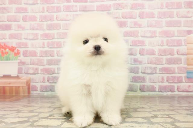 神奈川県のポメラニアン (Coo&RIKU藤沢店/2025年6月18日生まれ/男の子/クリーム)の子犬の1枚目の画像