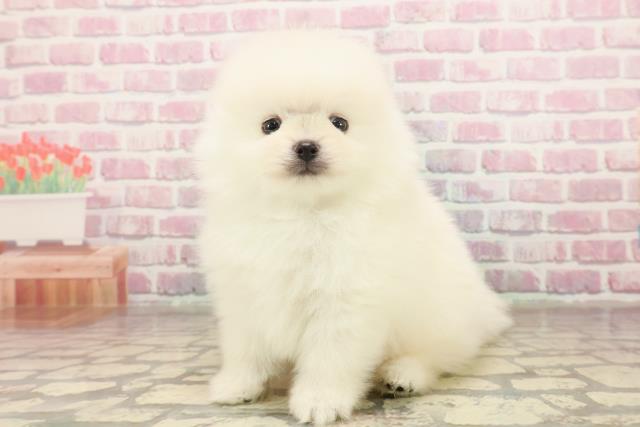 神奈川県のポメラニアン (Coo&RIKU藤沢店/2025年6月18日生まれ/男の子/クリーム)の子犬の2枚目の画像