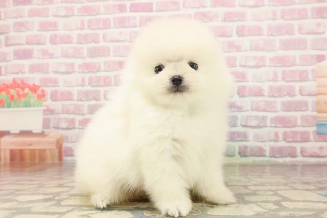 神奈川県のポメラニアン (Coo&RIKU藤沢店/2025年6月18日生まれ/男の子/クリーム)の子犬の3枚目の画像