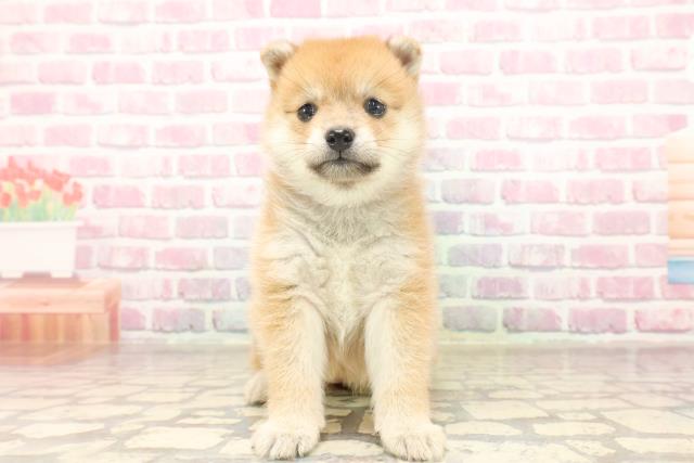 東京都のポメ柴/豆ポメ/ポメ豆柴(ポメラニアン×柴犬) (Coo&RIKU大久保店/2025年6月17日生まれ/女の子/赤)の子犬の1枚目の画像