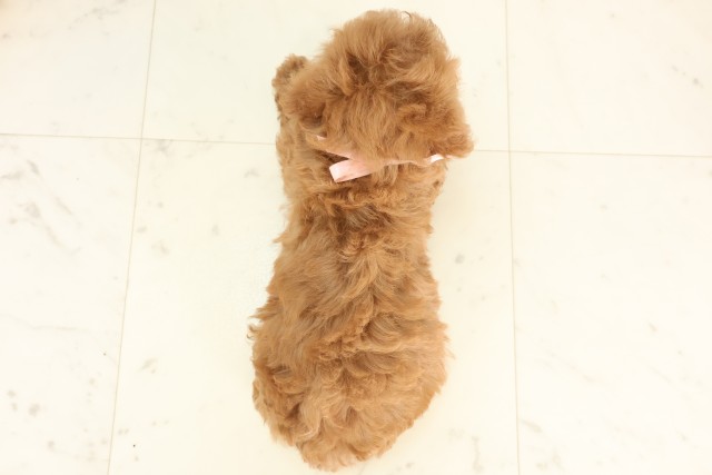 福岡県のトイプードル(トイ) (Coo&RIKU久留米店/2025年6月16日生まれ/女の子/レッドフォーン)の子犬の4枚目の画像