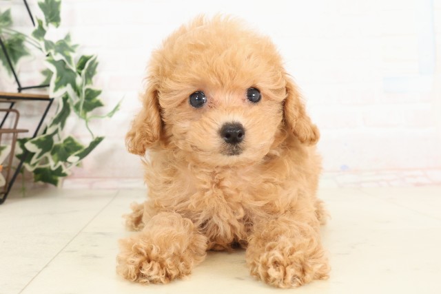 福岡県のトイプードル(トイ) (Coo&RIKU大牟田店/2025年6月16日生まれ/女の子/オレンジフォーン)の子犬の1枚目の画像