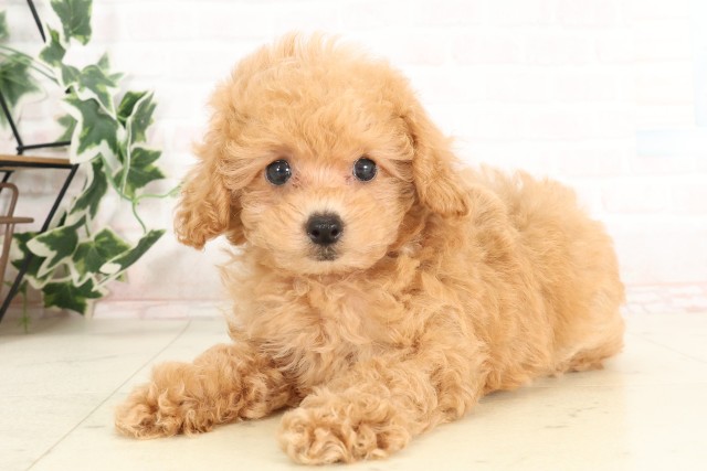福岡県のトイプードル(トイ) (Coo&RIKU大牟田店/2025年6月16日生まれ/女の子/オレンジフォーン)の子犬の3枚目の画像