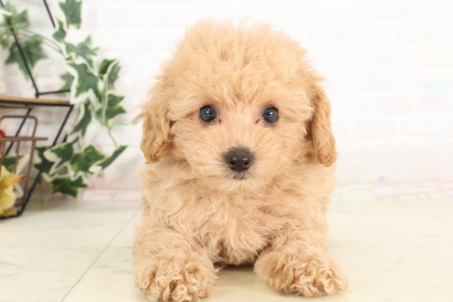 福岡県のトイプードル(トイ) (Coo&RIKU小倉店/2025年6月16日生まれ/女の子/オレンジフォーン)の子犬の1枚目の画像