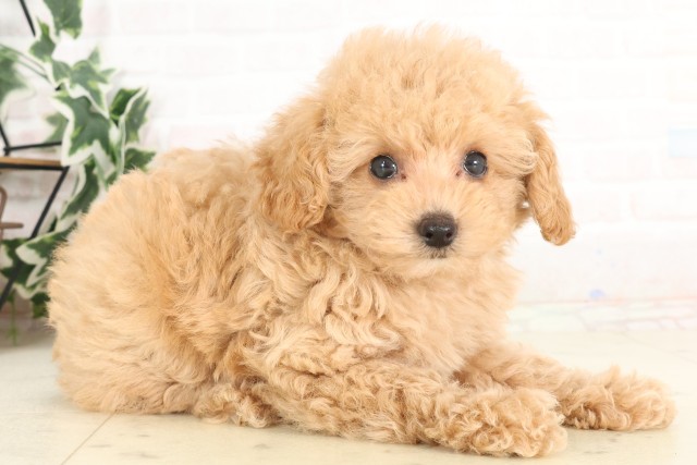 福岡県のトイプードル(トイ) (Coo&RIKU小倉店/2025年6月16日生まれ/女の子/オレンジフォーン)の子犬の2枚目の画像