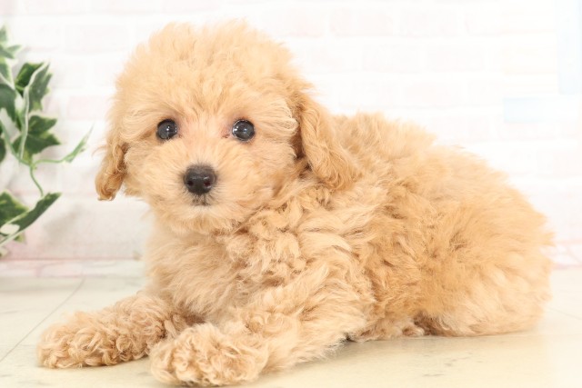 福岡県のトイプードル(トイ) (Coo&RIKU小倉店/2025年6月16日生まれ/女の子/オレンジフォーン)の子犬の3枚目の画像