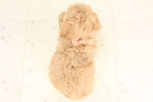 福岡県のトイプードル(トイ) (Coo&RIKU小倉店/2025年6月16日生まれ/女の子/オレンジフォーン)の子犬の4枚目の画像
