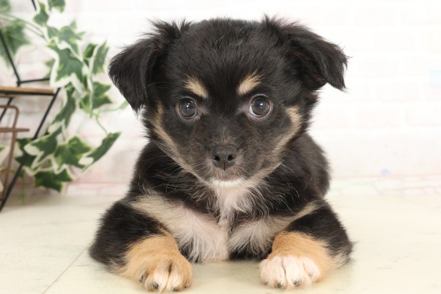 大分県のチワワ(ロング) (Coo&RIKU大分店/2025年6月17日生まれ/男の子/ブラックタンホワイト)の子犬
