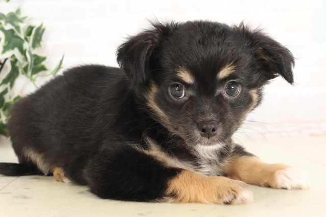 大分県のチワワ(ロング) (Coo&RIKU大分店/2025年6月17日生まれ/男の子/ブラックタンホワイト)の子犬の2枚目の画像