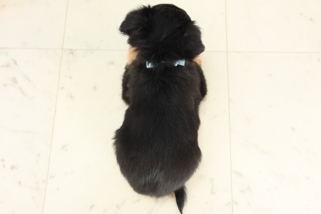 大分県のチワワ(ロング) (Coo&RIKU大分店/2025年6月17日生まれ/男の子/ブラックタンホワイト)の子犬の4枚目の画像
