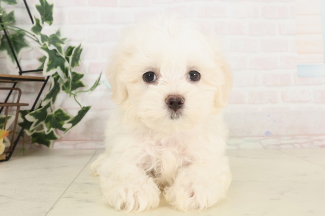 鹿児島県のマルチーズ (Coo&RIKU鹿屋店/2025年6月18日生まれ/男の子/ホワイト)の子犬の1枚目の画像