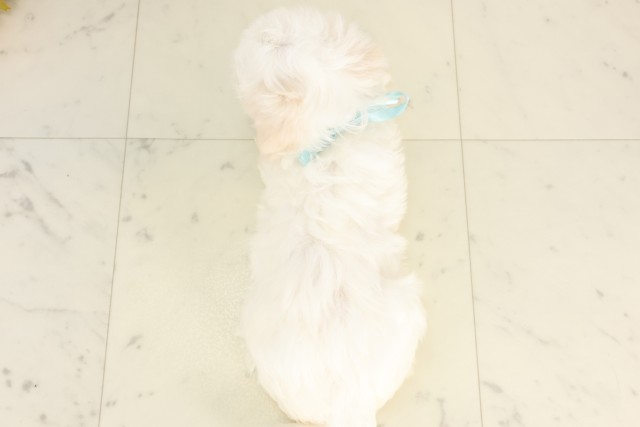 鹿児島県のマルチーズ (Coo&RIKU鹿屋店/2025年6月18日生まれ/男の子/ホワイト)の子犬の4枚目の画像