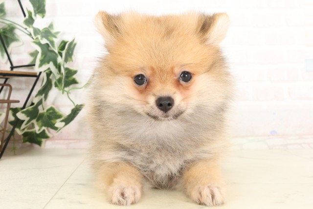 熊本県のポメラニアン (Coo&RIKUカリーノ菊陽店/2025年6月8日生まれ/女の子/オレンジセーブル)の子犬