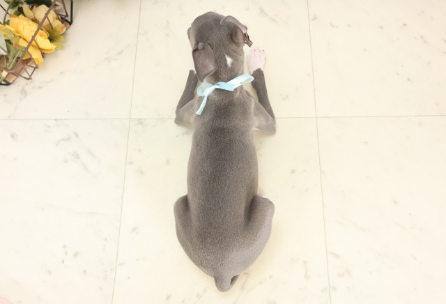 熊本県のイタリアングレーハウンド (Coo&RIKU熊本店/2025年6月12日生まれ/男の子/ブルーホワイト)の子犬の4枚目の画像