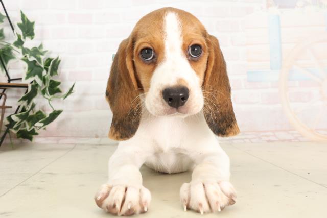 福岡県のビーグル (Coo&RIKU大牟田店/2025年6月16日生まれ/男の子/ハウンドカラー)の子犬