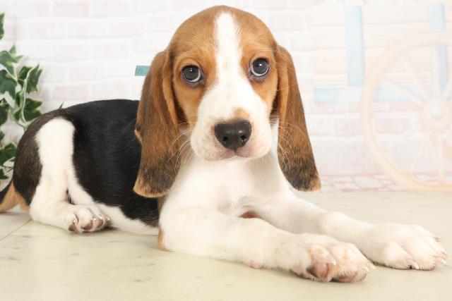 福岡県のビーグル (Coo&RIKU大牟田店/2025年6月16日生まれ/男の子/ハウンドカラー)の子犬の2枚目の画像