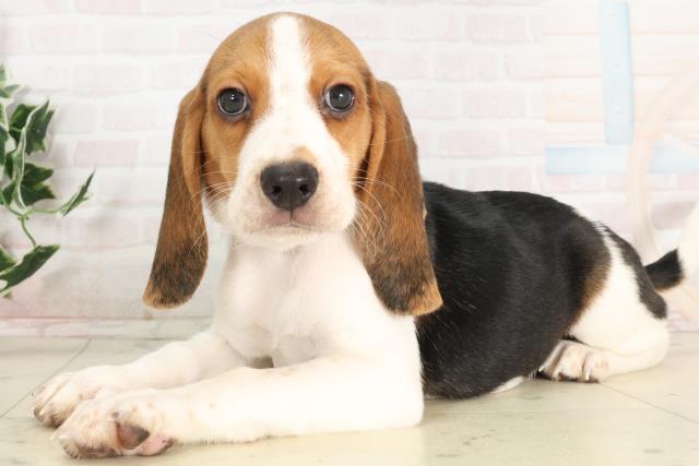 福岡県のビーグル (Coo&RIKU大牟田店/2025年6月16日生まれ/男の子/ハウンドカラー)の子犬の3枚目の画像