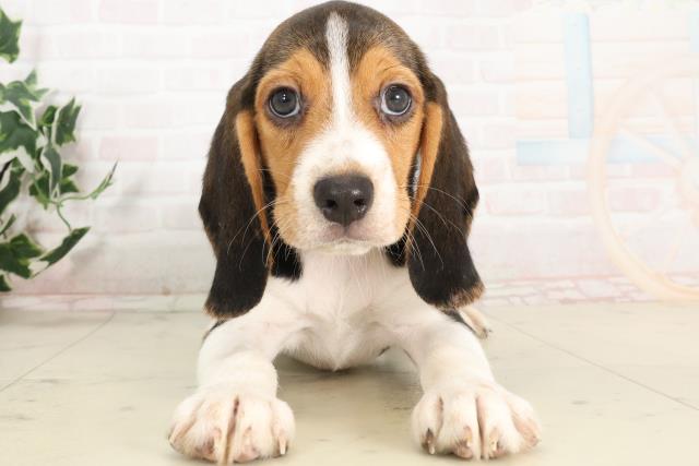 熊本県のビーグル (Coo&RIKUカリーノ玉名店/2025年6月16日生まれ/男の子/ハウンドカラー)の子犬の1枚目の画像