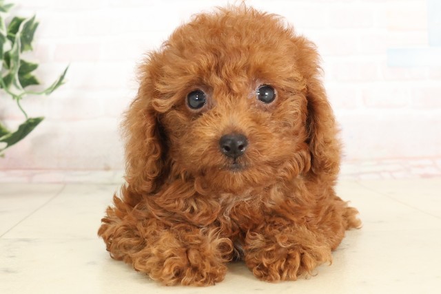 長崎県のトイプードル(トイ) (Coo&RIKU大村店/2025年6月16日生まれ/女の子/アプリコット)の子犬の1枚目の画像