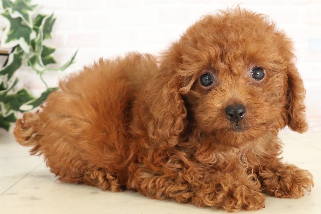 長崎県のトイプードル(トイ) (Coo&RIKU大村店/2025年6月16日生まれ/女の子/アプリコット)の子犬の2枚目の画像