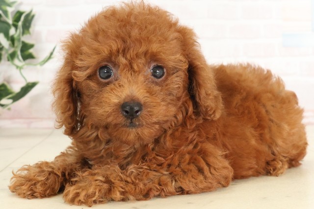 長崎県のトイプードル(トイ) (Coo&RIKU大村店/2025年6月16日生まれ/女の子/アプリコット)の子犬の3枚目の画像