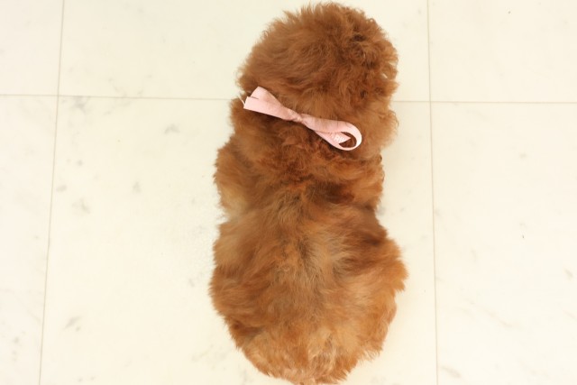 長崎県のトイプードル(トイ) (Coo&RIKU大村店/2025年6月16日生まれ/女の子/アプリコット)の子犬の4枚目の画像