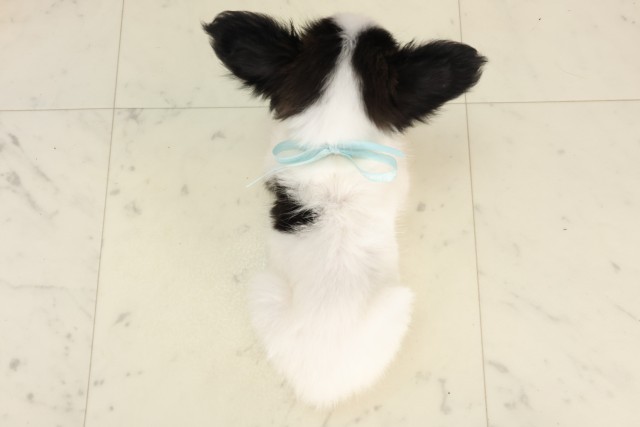 福岡県のパピヨン (Coo&RIKU久留米店/2025年6月17日生まれ/男の子/ホワイトブラック)の子犬の4枚目の画像