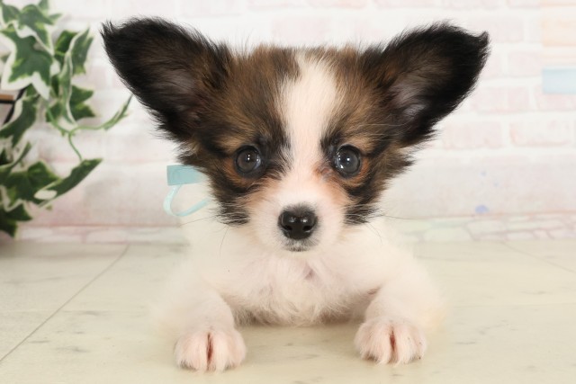 宮崎県のパピヨン (Coo&RIKU宮崎店/2025年6月17日生まれ/男の子/ホワイトブラウン)の子犬の1枚目の画像