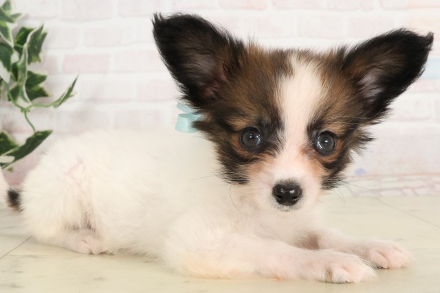 宮崎県のパピヨン (Coo&RIKU宮崎店/2025年6月17日生まれ/男の子/ホワイトブラウン)の子犬の2枚目の画像