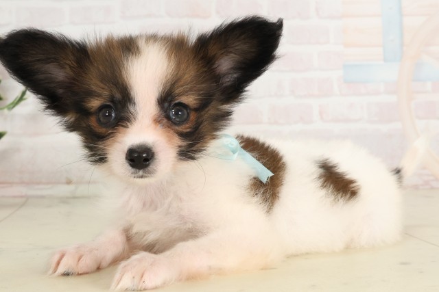 宮崎県のパピヨン (Coo&RIKU宮崎店/2025年6月17日生まれ/男の子/ホワイトブラウン)の子犬の3枚目の画像