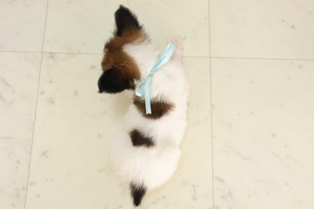 宮崎県のパピヨン (Coo&RIKU宮崎店/2025年6月17日生まれ/男の子/ホワイトブラウン)の子犬の4枚目の画像
