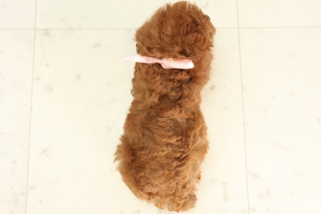 熊本県のトイプードル(トイ) (Coo&RIKUカリーノ玉名店/2025年6月17日生まれ/女の子/アプリコット)の子犬の4枚目の画像