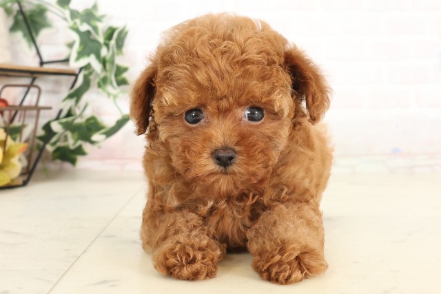 宮崎県のトイプードル(トイ) (Coo&RIKU宮崎店/2025年6月17日生まれ/女の子/アプリコット)の子犬の1枚目の画像