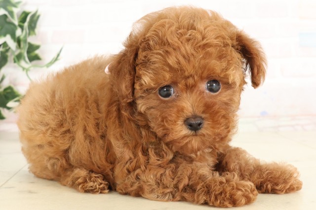 宮崎県のトイプードル(トイ) (Coo&RIKU宮崎店/2025年6月17日生まれ/女の子/アプリコット)の子犬の2枚目の画像