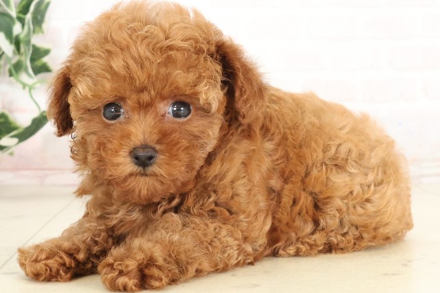 宮崎県のトイプードル(トイ) (Coo&RIKU宮崎店/2025年6月17日生まれ/女の子/アプリコット)の子犬の3枚目の画像