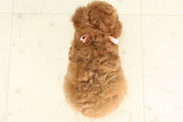 宮崎県のトイプードル(トイ) (Coo&RIKU宮崎店/2025年6月17日生まれ/女の子/アプリコット)の子犬の4枚目の画像
