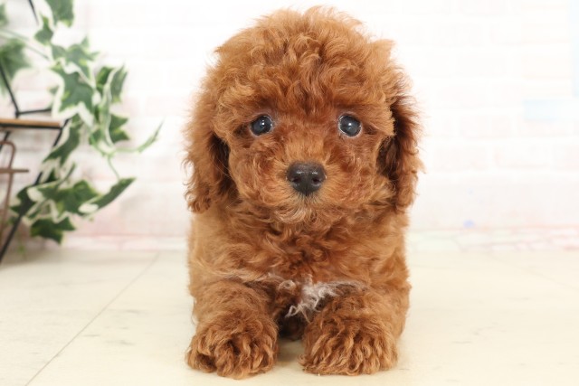 福岡県のトイプードル(トイ) (Coo&RIKU行橋店/2025年6月17日生まれ/男の子/アプリコット)の子犬の1枚目の画像