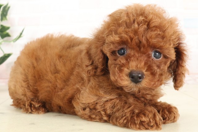 福岡県のトイプードル(トイ) (Coo&RIKU行橋店/2025年6月17日生まれ/男の子/アプリコット)の子犬の2枚目の画像