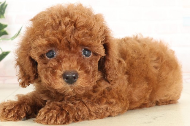 福岡県のトイプードル(トイ) (Coo&RIKU行橋店/2025年6月17日生まれ/男の子/アプリコット)の子犬の3枚目の画像