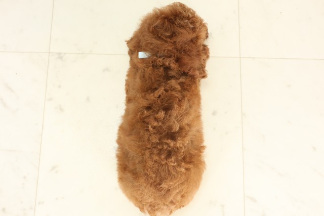 福岡県のトイプードル(トイ) (Coo&RIKU行橋店/2025年6月17日生まれ/男の子/アプリコット)の子犬の4枚目の画像