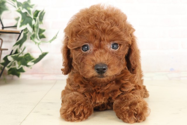 福岡県のトイプードル(トイ) (Coo&RIKU行橋店/2025年6月17日生まれ/女の子/アプリコット)の子犬の1枚目の画像