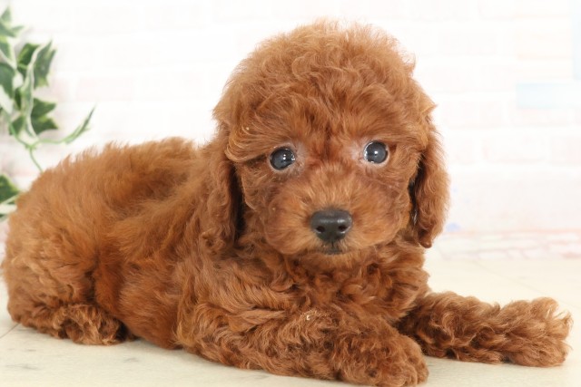 福岡県のトイプードル(トイ) (Coo&RIKU行橋店/2025年6月17日生まれ/女の子/アプリコット)の子犬の2枚目の画像