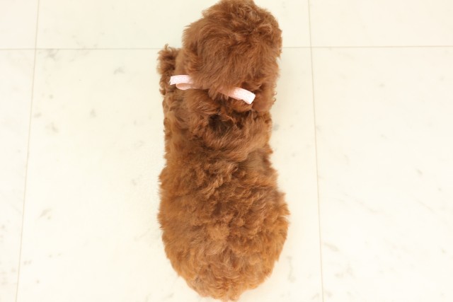 福岡県のトイプードル(トイ) (Coo&RIKU行橋店/2025年6月17日生まれ/女の子/アプリコット)の子犬の4枚目の画像