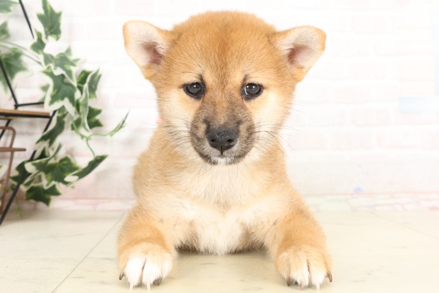 大分県の柴犬(標準サイズ) (Coo&RIKU大分店/2025年6月18日生まれ/女の子/赤)の子犬