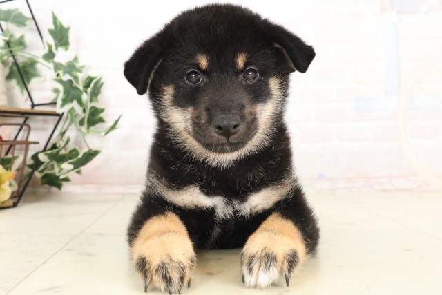 柴犬