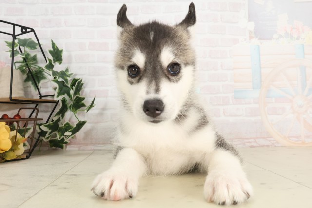 大分県のシベリアンハスキー (Coo&RIKU大分店/2025年6月14日生まれ/男の子/ブラックホワイト)の子犬