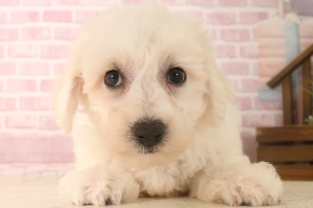 鹿児島県のビションフリーゼ (Coo&RIKU鹿屋店/2025年6月16日生まれ/男の子/ホワイト)の子犬の1枚目の画像