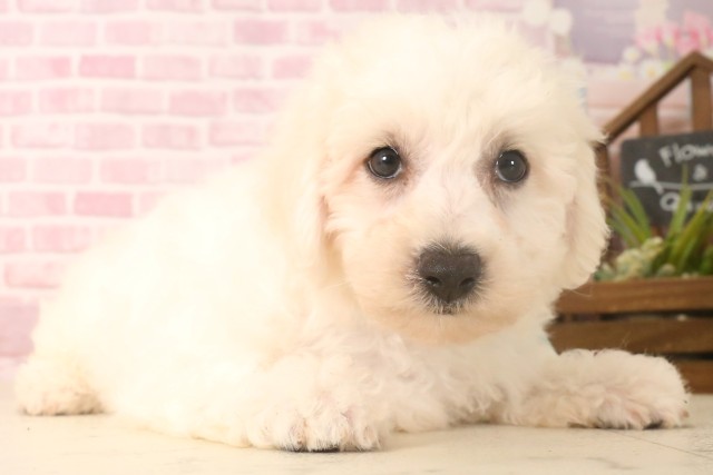 鹿児島県のビションフリーゼ (Coo&RIKU鹿屋店/2025年6月16日生まれ/男の子/ホワイト)の子犬の2枚目の画像